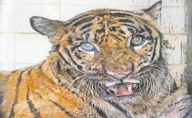 tiger.jpg