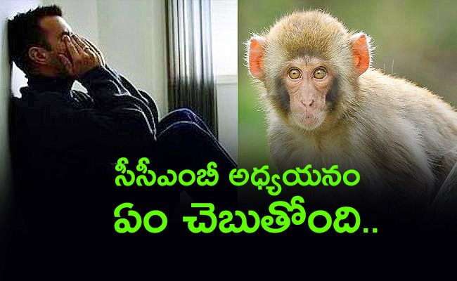 CCMB-Study-On-Lack-Of-Diseases-In-Monkeys.jpg
