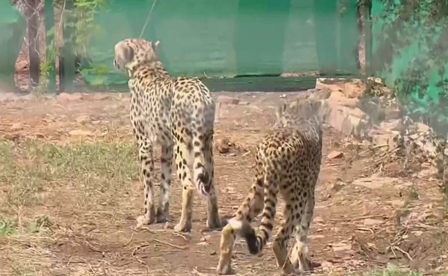 Cheetahs-Fight.jpg