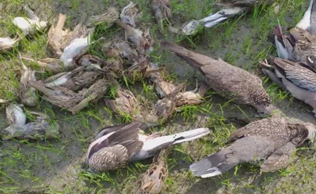 birds.jpg