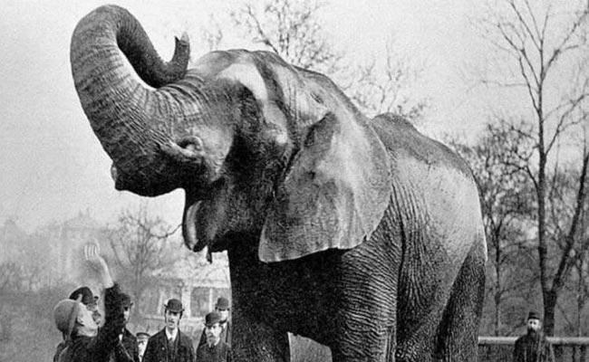 elephant_0.jpg