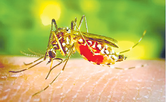 DENGUE-2.jpg