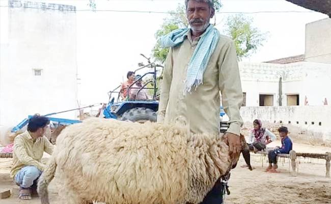 Rajasthan-Costly-sheep-Raju.jpg