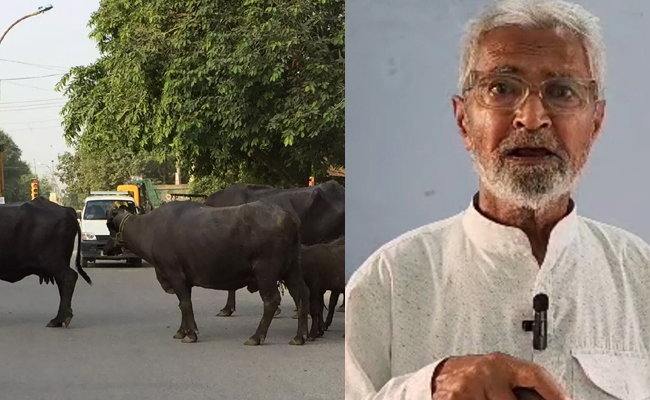 UP-Buffalo-From-Bareilly.jpg