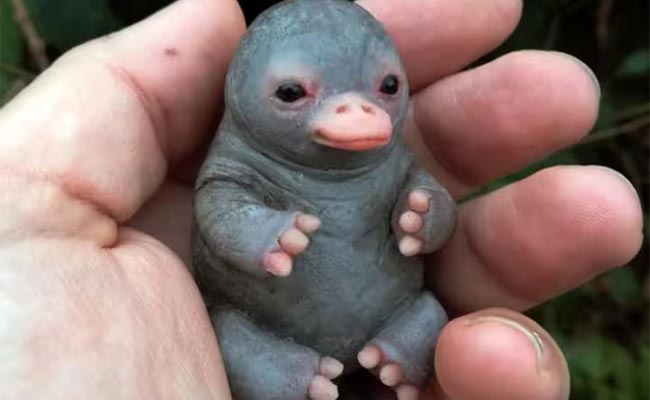 platypus.jpg