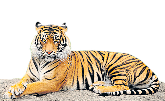 tiger.jpg