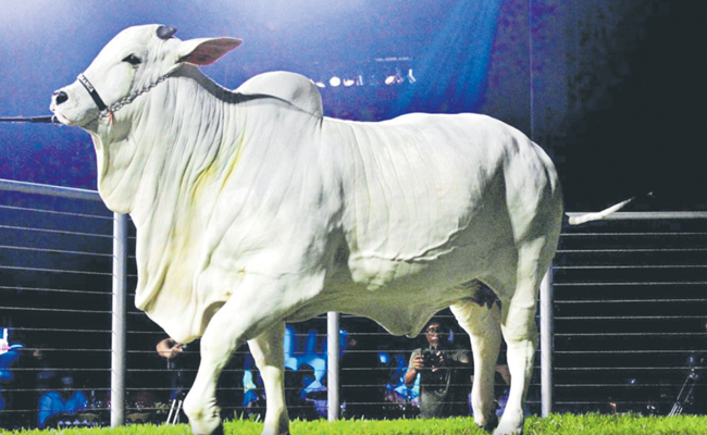 cow.jpg