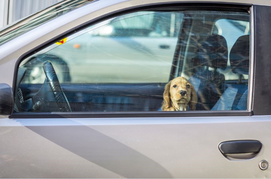 dog1-getty.jpg
