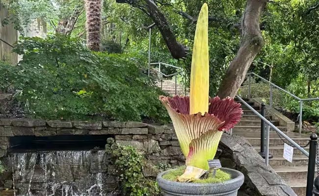 flower.jpg