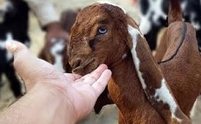 goat.jpg
