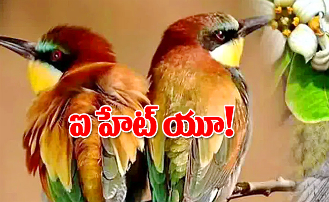 birds3.jpg