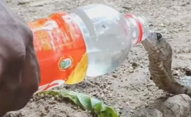 snake-water-TN.jpg