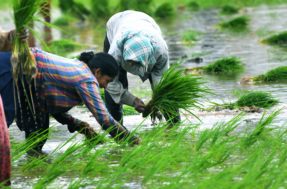 AP_20Monsoon_20Rain_20Brings_20Cheer_20For_20Paddy_20Farmers-11.jpg 11