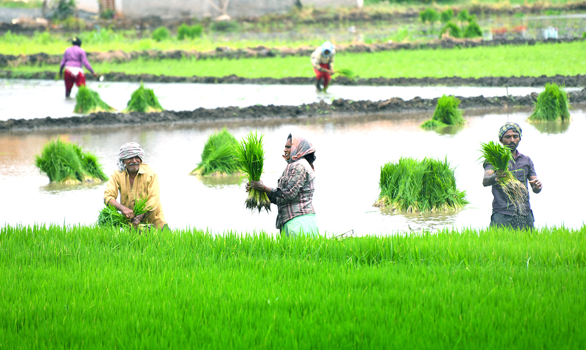 AP_20Monsoon_20Rain_20Brings_20Cheer_20For_20Paddy_20Farmers-12.jpg 12