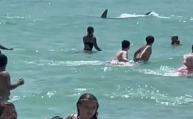 shark.gif