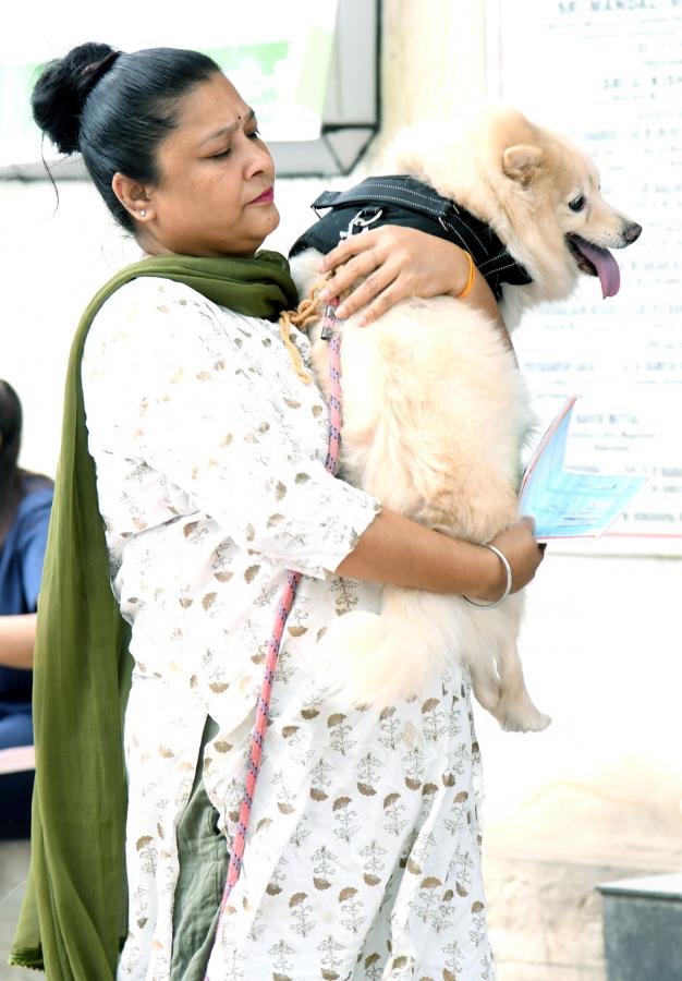 Free_20Vaccination_20For_20Animals_20Photos-11.jpg 11