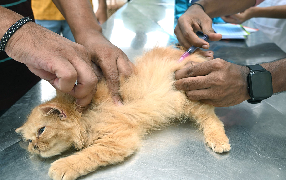 Free_20Vaccination_20For_20Animals_20Photos-14.jpg 14