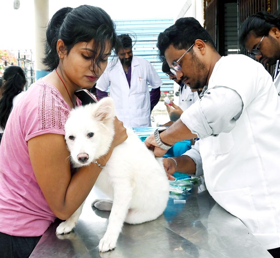 Free_20Vaccination_20For_20Animals_20Photos-16.jpg 16