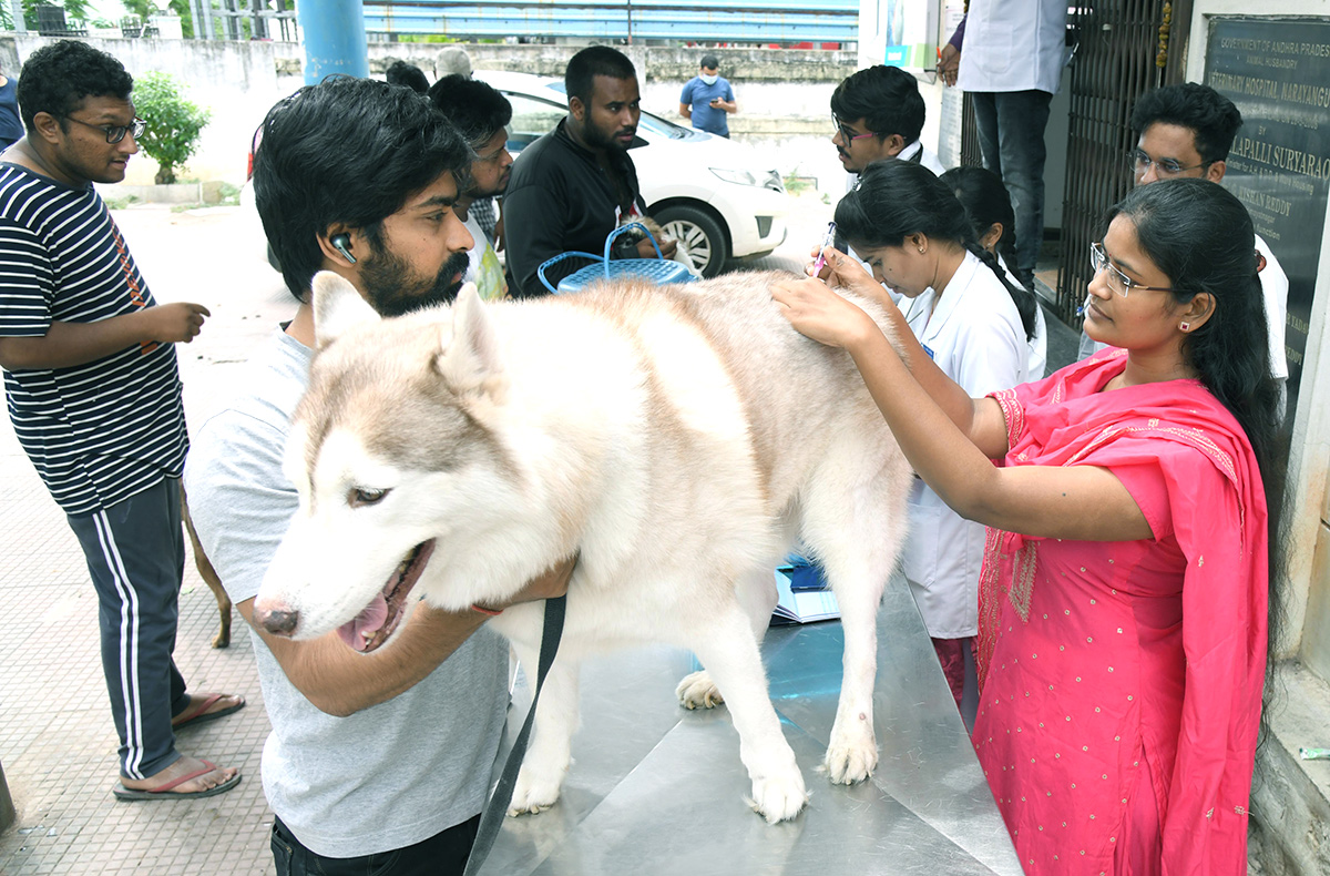 Free_20Vaccination_20For_20Animals_20Photos-4.jpg 4