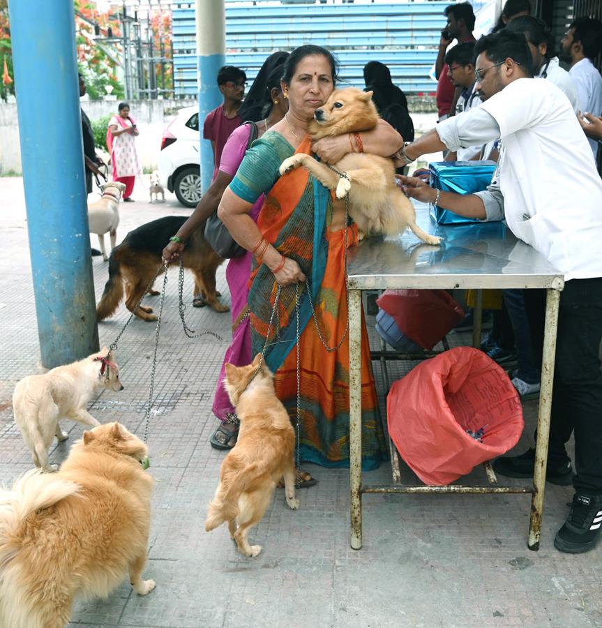 Free_20Vaccination_20For_20Animals_20Photos-7.jpg 7