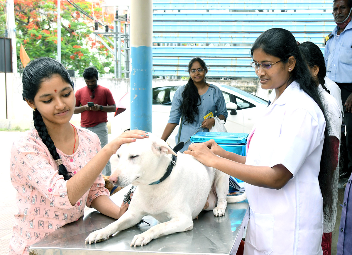 Free_20Vaccination_20For_20Animals_20Photos-9.jpg 9