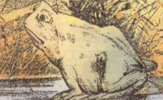 frog.jpg