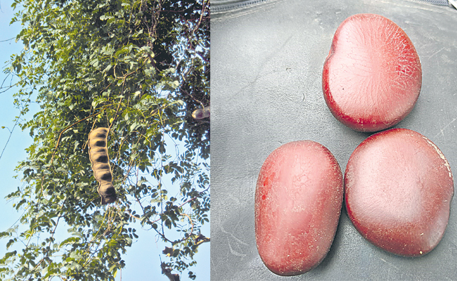 tamarind.jpg