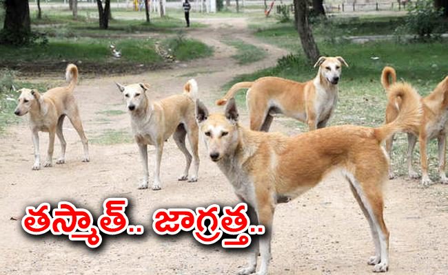 Superbug_20Found_20in_20Delhi_20Stray_20Dogs-01.jpg