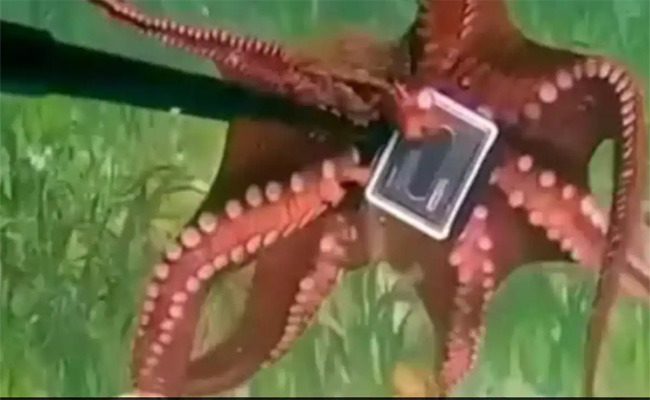 Octopus.jpg