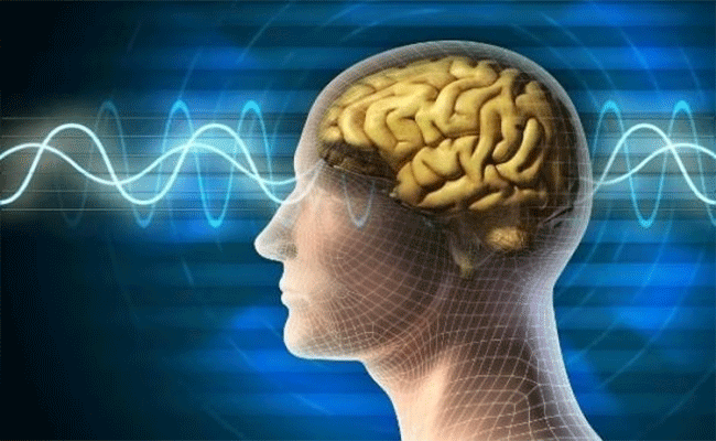 brain.gif