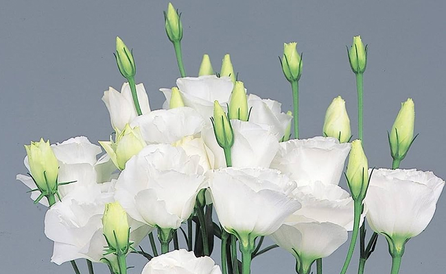 flowers.jpg