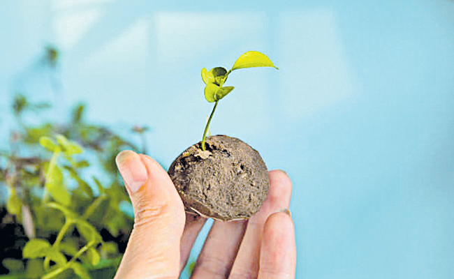 seedballs.jpg
