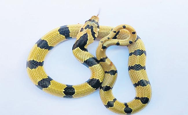 snake.jpg