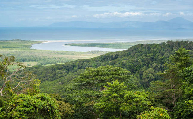 Daintree-National-Park.jpg 5