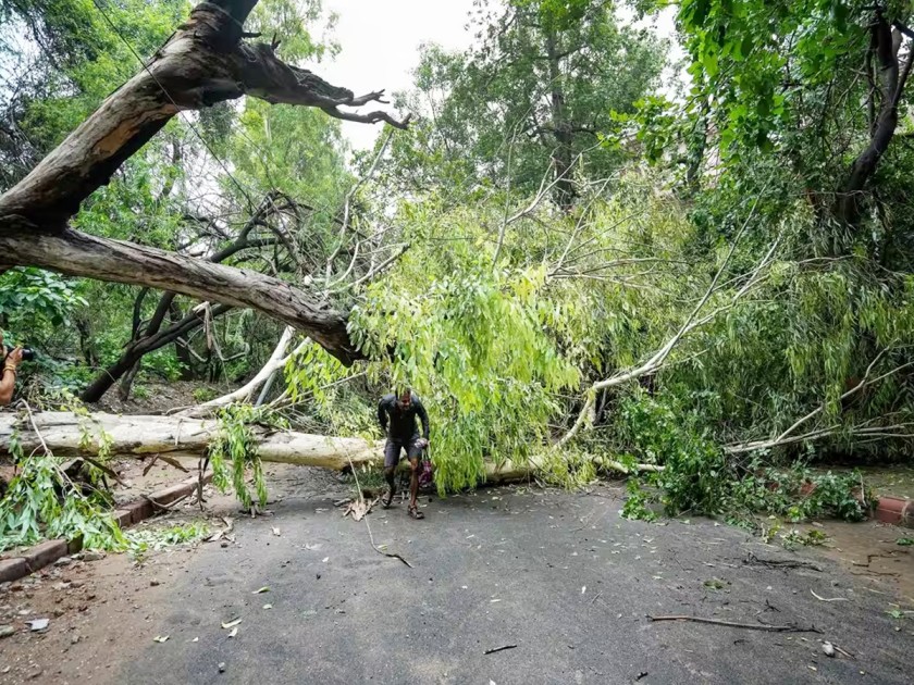 fallen-tree-monsoon-rain-new-delhi.jpg 18