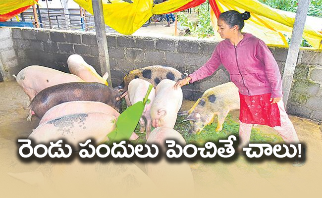 pigs_650x400.jpg