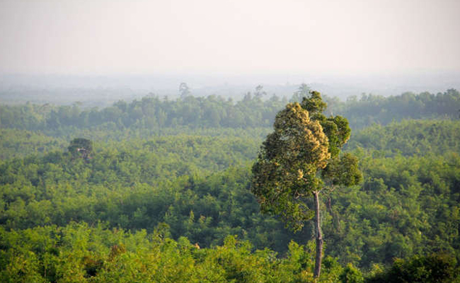 the-forests-of-myanmar.jpg 1