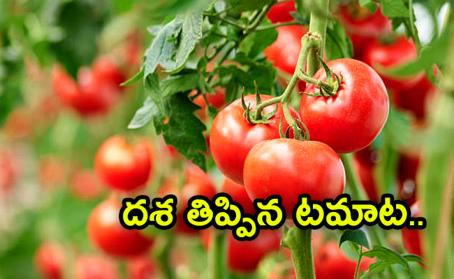 Tomato.jpg