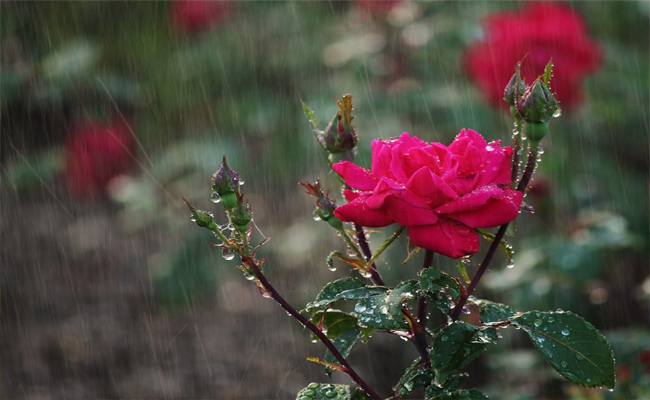 flower.jpg