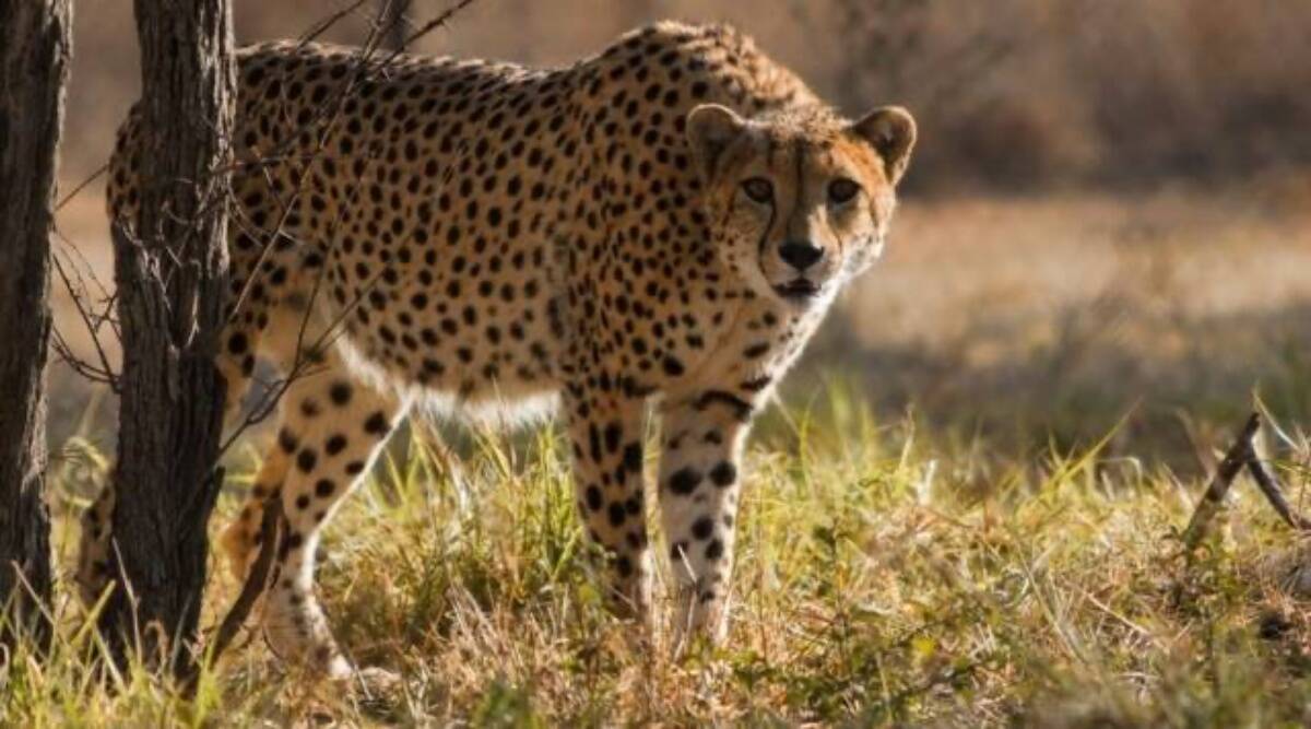 Cheetah-Sooraj.jpg