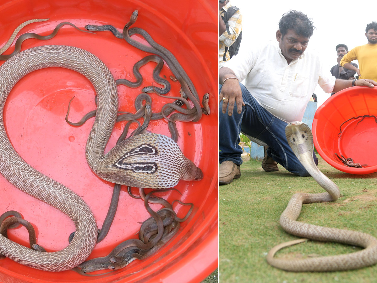 snake_20show_20in_20rk_20beach_20vizag-1.jpg 1