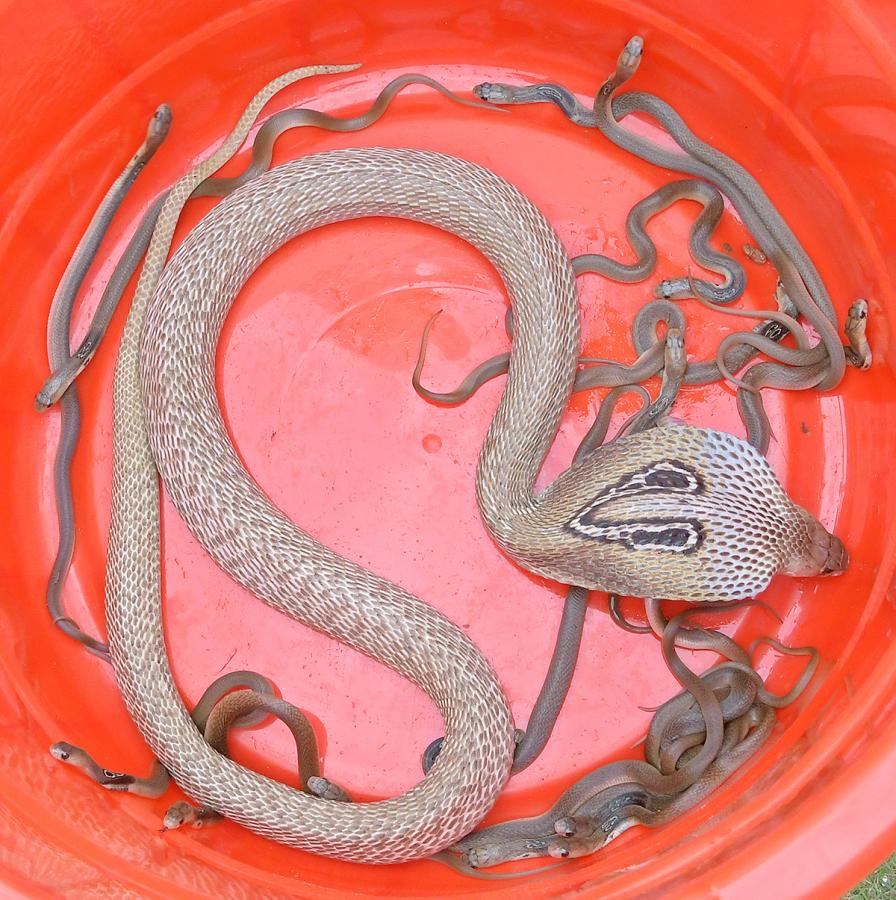 snake_20show_20in_20rk_20beach_20vizag-2.jpg 2