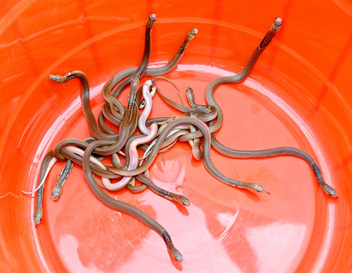 snake_20show_20in_20rk_20beach_20vizag-4.jpg 4