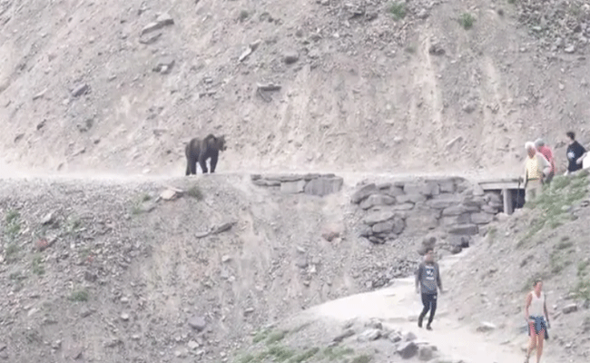 bear.gif