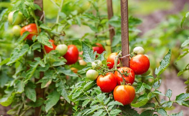 tomato.jpg