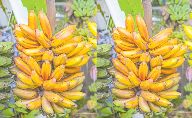 banana.jpg