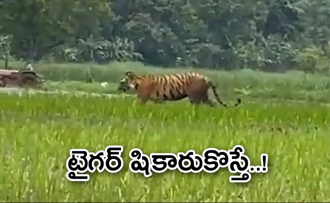 tiger.jpg