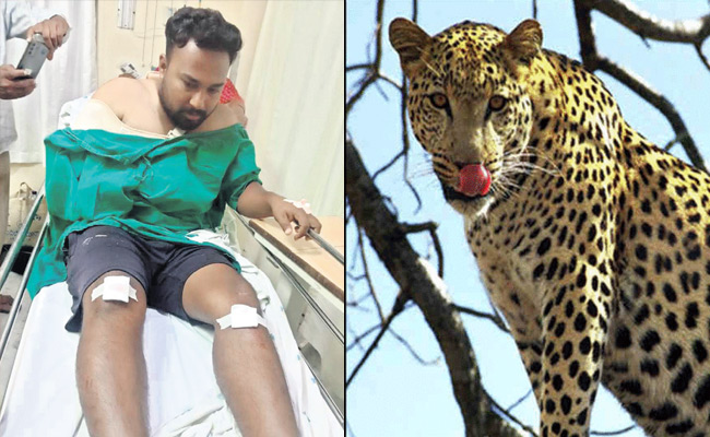 Leopard.jpg