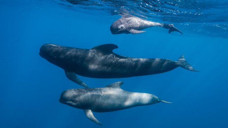Pilot-whales-similar-to-those-hunted-on-Faroe-Islands.jpg