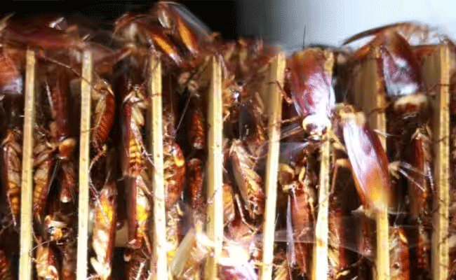 cockroach.gif